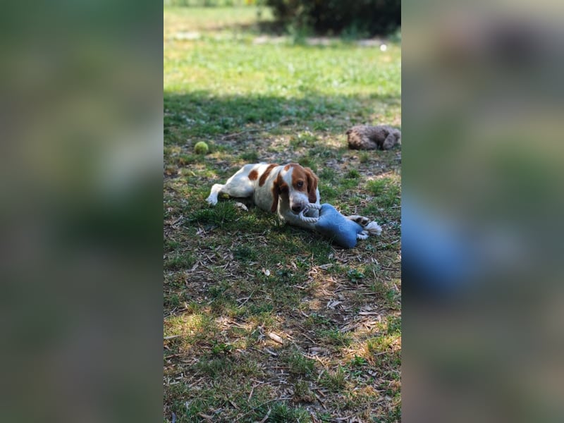 George - kleiner Gentleman auf vier Pfoten