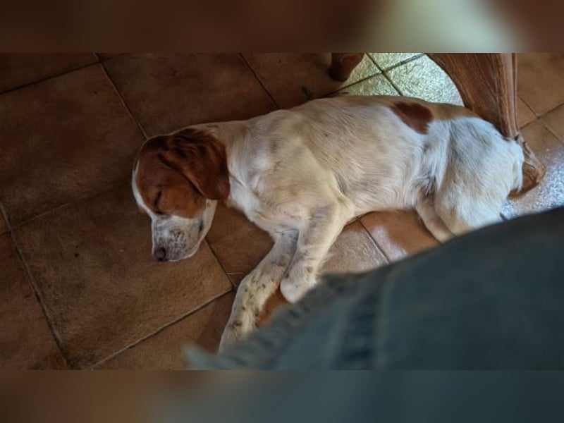 George - kleiner Gentleman auf vier Pfoten