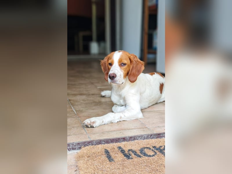 George - kleiner Gentleman auf vier Pfoten