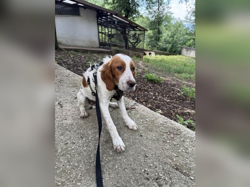 George - kleiner Gentleman auf vier Pfoten