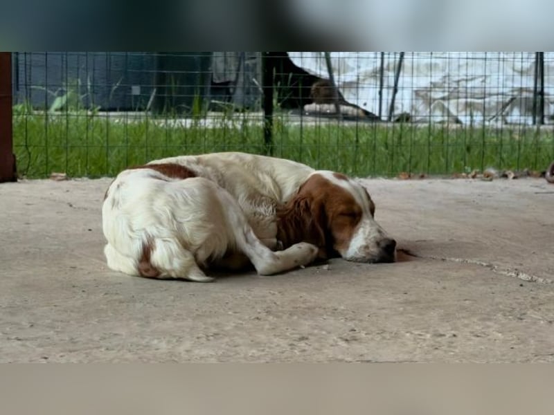 George - kleiner Gentleman auf vier Pfoten