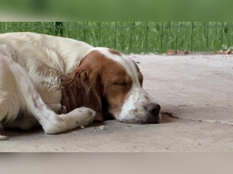 George - kleiner Gentleman auf vier Pfoten