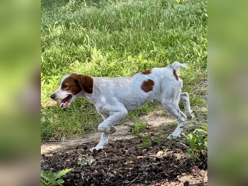 George - kleiner Gentleman auf vier Pfoten