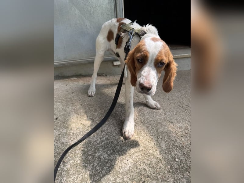 George - kleiner Gentleman auf vier Pfoten