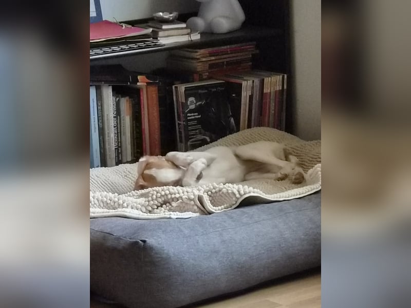 Raven - hübsches Hundemädchen sucht ihre Familie