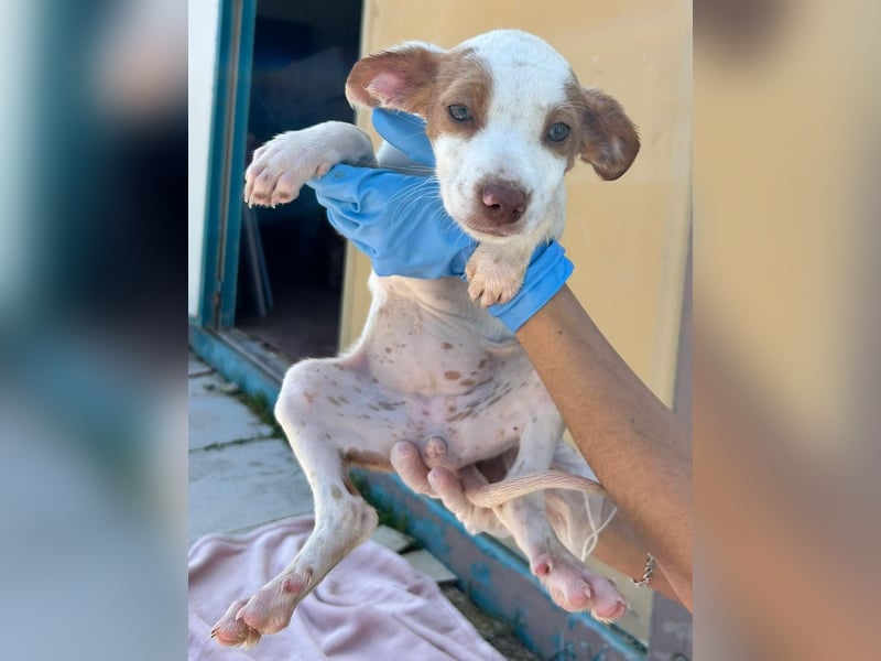 Cookie - das süße Mädchen mit den braunen Öhrchen sucht ihre Familie