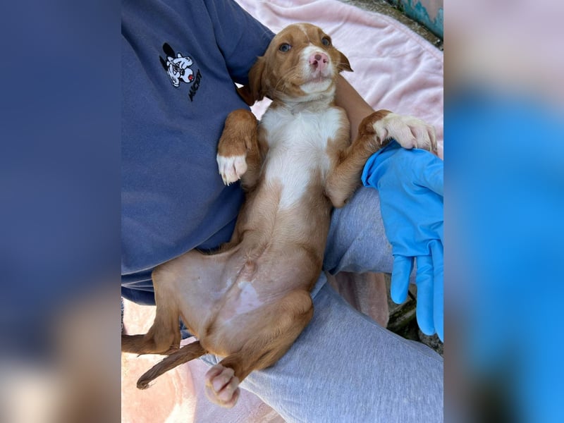 Bizcocho bringt Welpenglück nach Hause