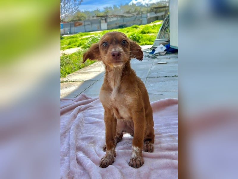 Miel– klein, tapsig und bereit fürs große Glück