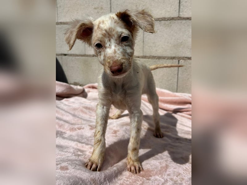 Sugar, ein bezauberndes kleines Hundekind sucht Anschluss