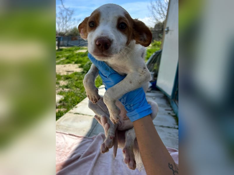 Cookie - das süße Mädchen mit den braunen Öhrchen sucht ihre Familie