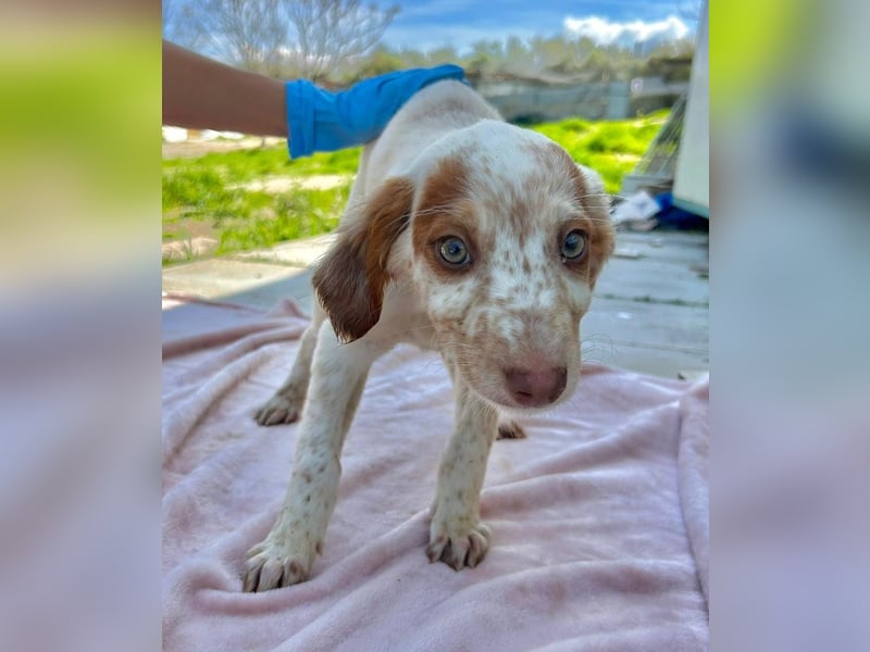 Muffin - kleiner Herzensbrecher auf der Suche nach seinem Für-immer-Zuhause