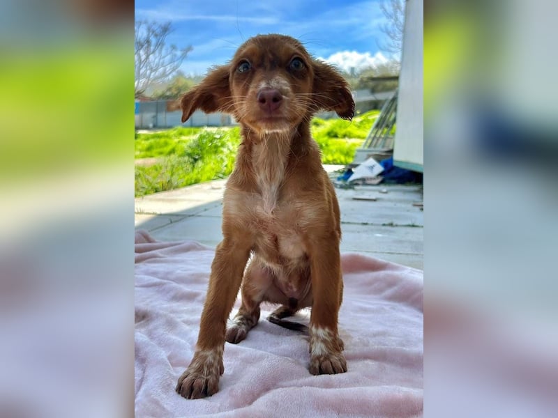 Miel– klein, tapsig und bereit fürs große Glück