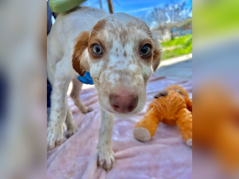 Muffin - kleiner Herzensbrecher auf der Suche nach seinem Für-immer-Zuhause