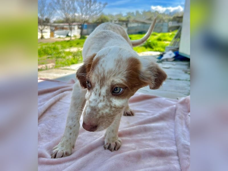 Muffin - kleiner Herzensbrecher auf der Suche nach seinem Für-immer-Zuhause