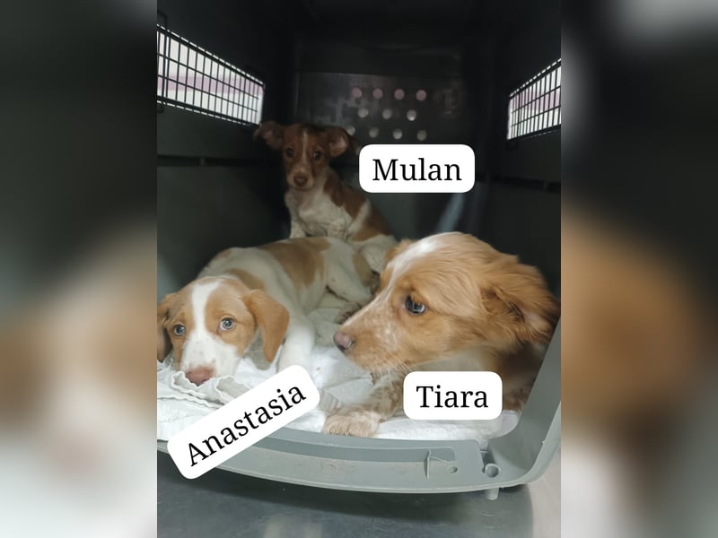 Anastasia – klein, tapsig und bereit fürs große Glück