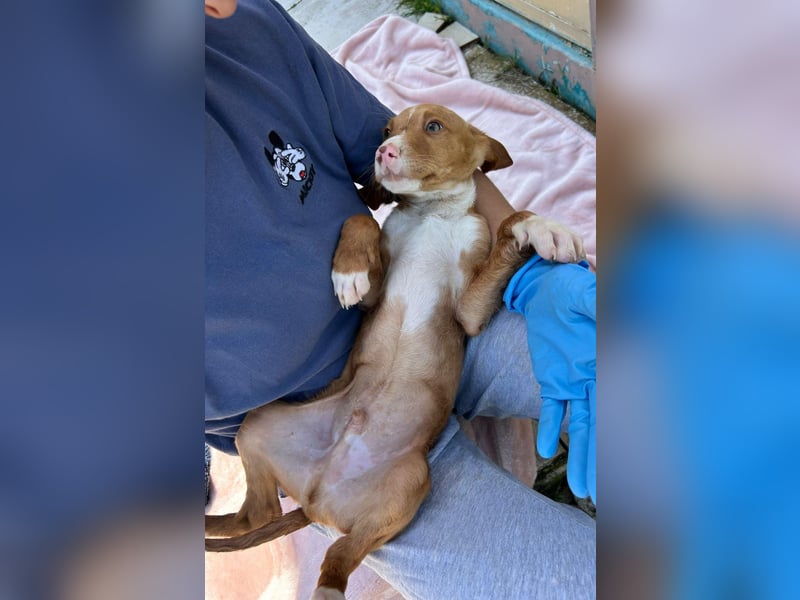 Bizcocho bringt Welpenglück nach Hause