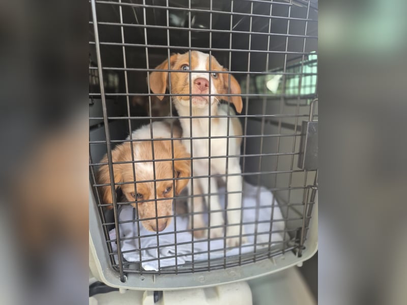 Anastasia – klein, tapsig und bereit fürs große Glück