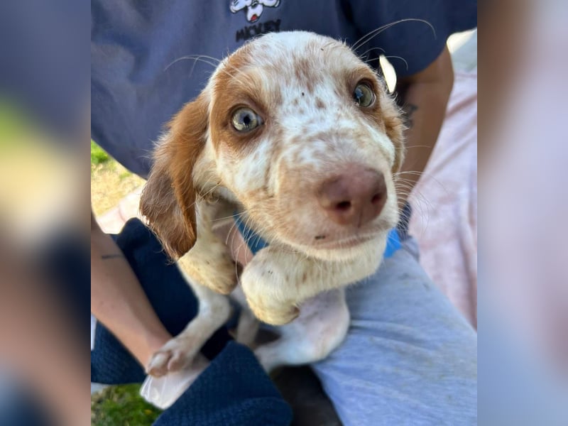 Muffin - kleiner Herzensbrecher auf der Suche nach seinem Für-immer-Zuhause
