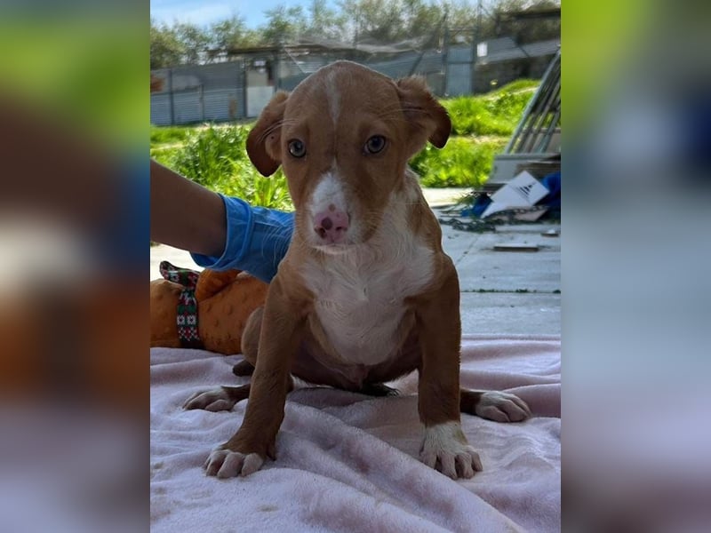 Bizcocho bringt Welpenglück nach Hause