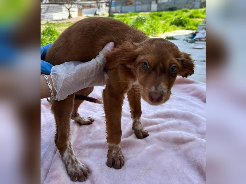 Miel– klein, tapsig und bereit fürs große Glück