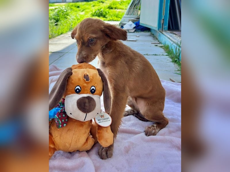 Miel– klein, tapsig und bereit fürs große Glück