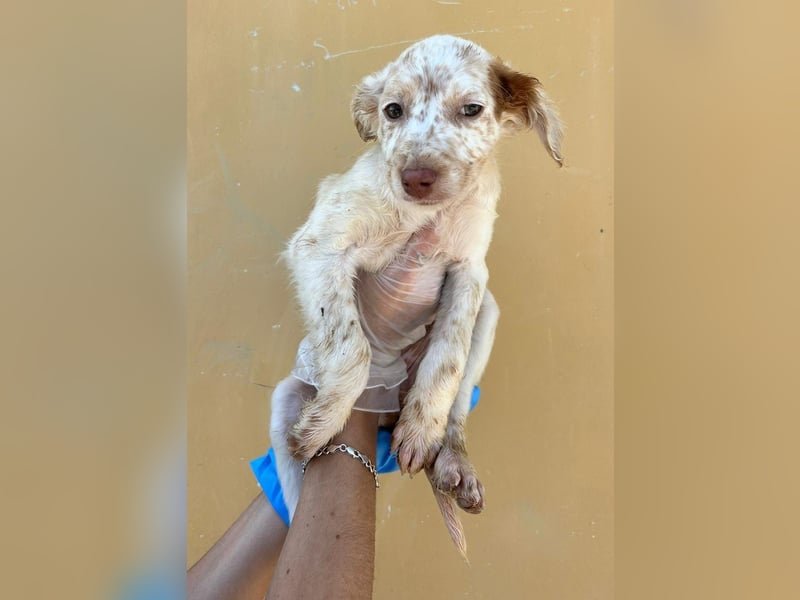 Sugar, ein bezauberndes kleines Hundekind sucht Anschluss