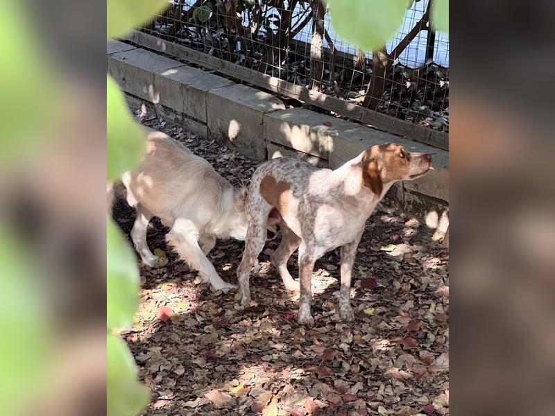 Milo – kleiner Bretonen-Mix mit großem Herz sucht seine Lieblingsmenschen