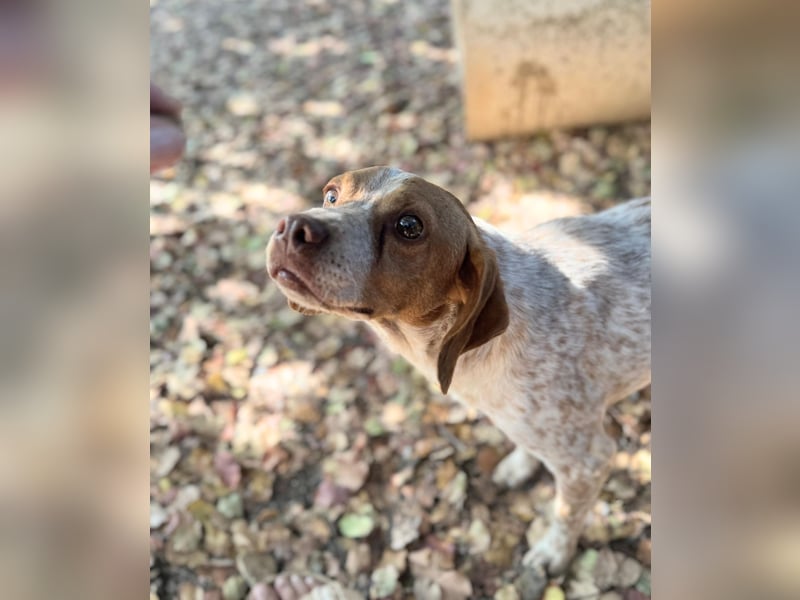 Milo – kleiner Bretonen-Mix mit großem Herz sucht seine Lieblingsmenschen