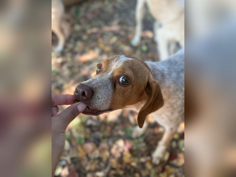 Milo – kleiner Bretonen-Mix mit großem Herz sucht seine Lieblingsmenschen