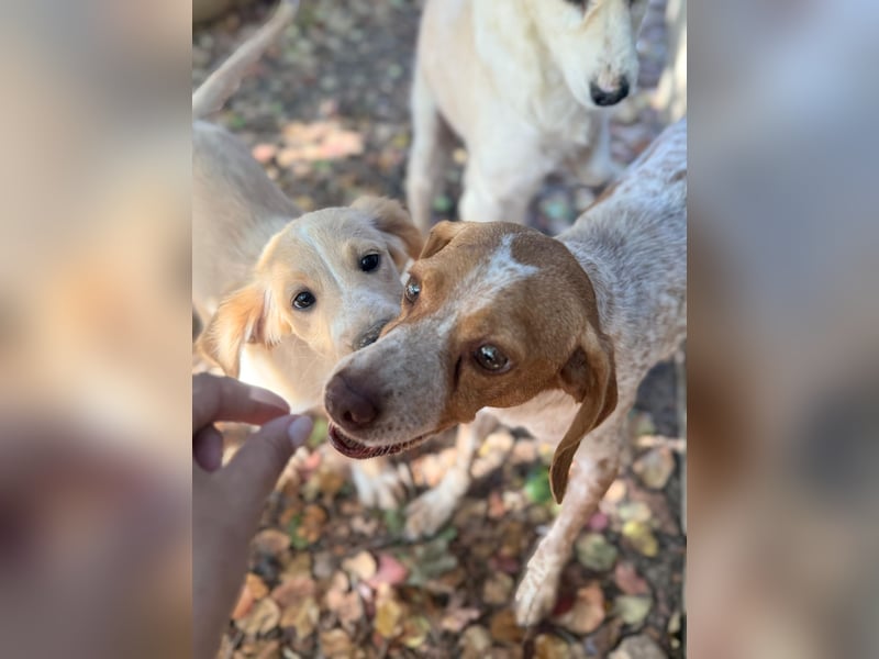 Milo – kleiner Bretonen-Mix mit großem Herz sucht seine Lieblingsmenschen