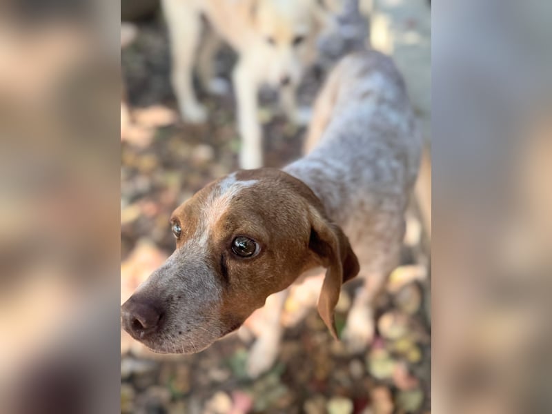 Milo – kleiner Bretonen-Mix mit großem Herz sucht seine Lieblingsmenschen