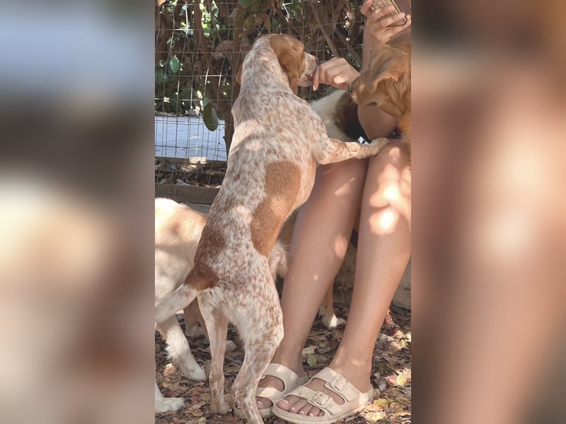 Milo – kleiner Bretonen-Mix mit großem Herz sucht seine Lieblingsmenschen