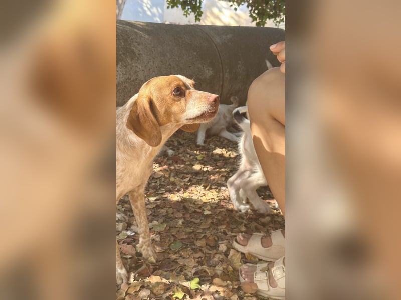Milo – kleiner Bretonen-Mix mit großem Herz sucht seine Lieblingsmenschen