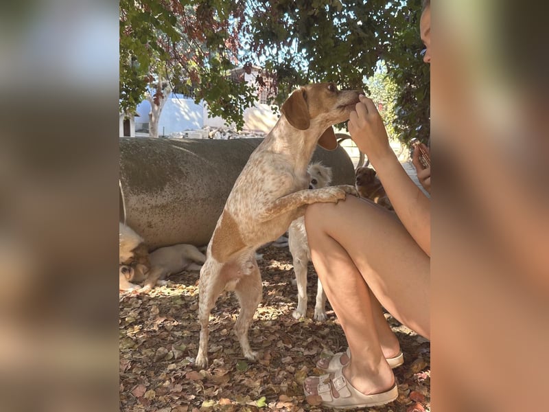 Milo – kleiner Bretonen-Mix mit großem Herz sucht seine Lieblingsmenschen