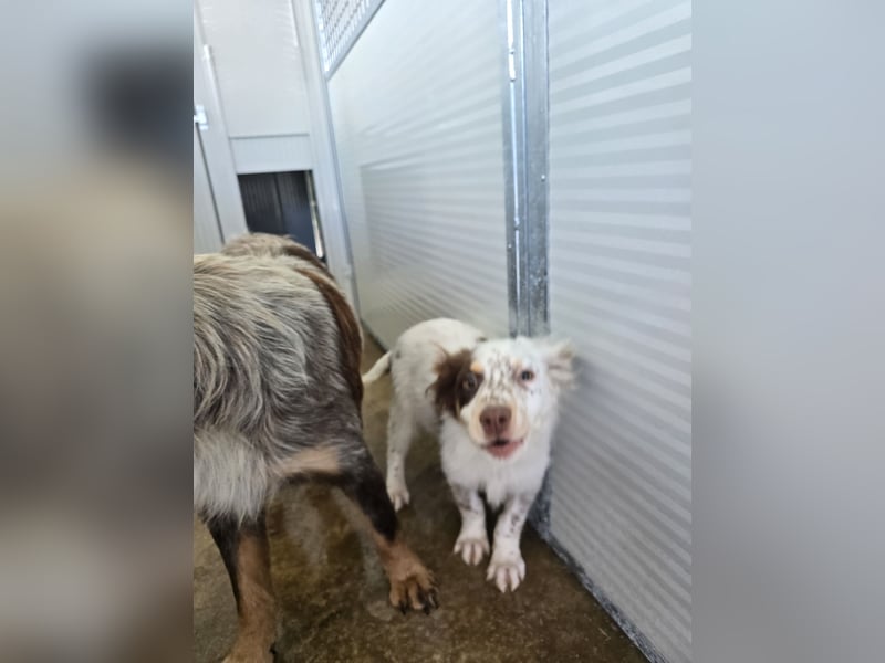 Lello: endlich durchstarten