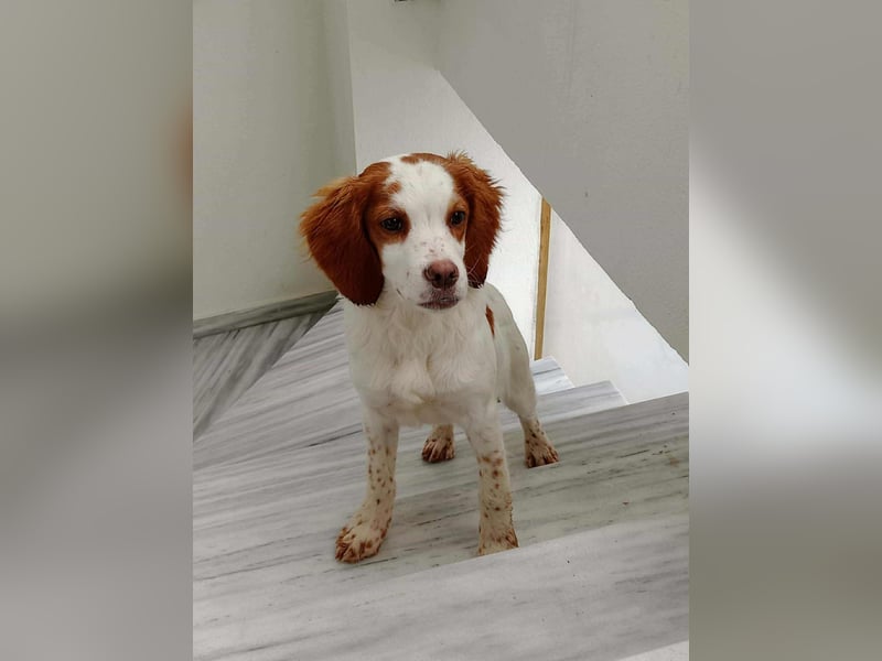 Bretonen Mix Yuri sucht aktive Familie