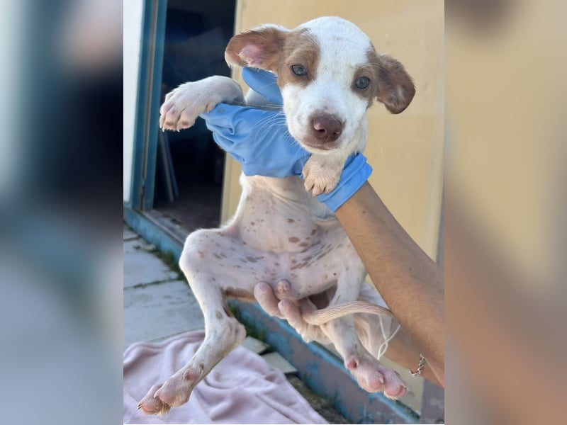 Cookie, freundliches Welpenmädchen sucht ihre Herzensmenschen