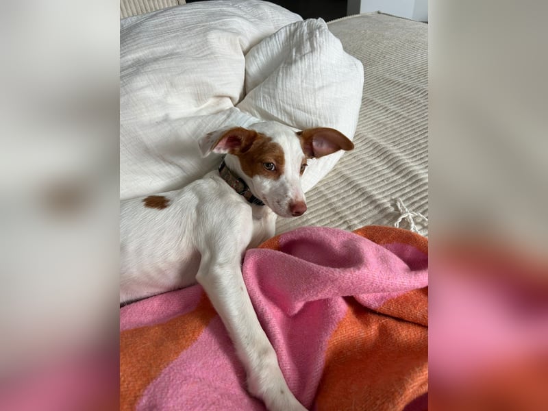 Cookie, freundliches Welpenmädchen sucht ihre Herzensmenschen