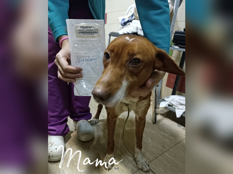 Cookie, freundliches Welpenmädchen sucht ihre Herzensmenschen