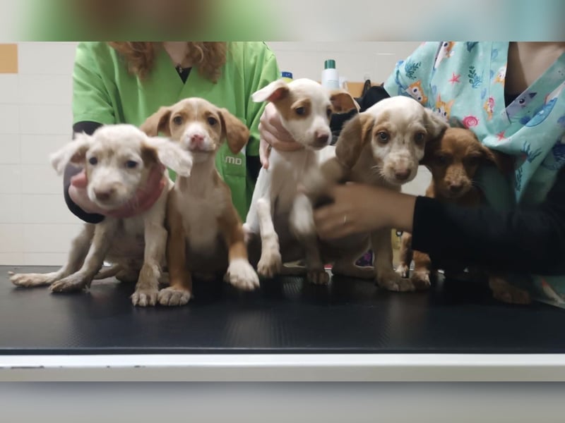 Cookie, freundliches Welpenmädchen sucht ihre Herzensmenschen