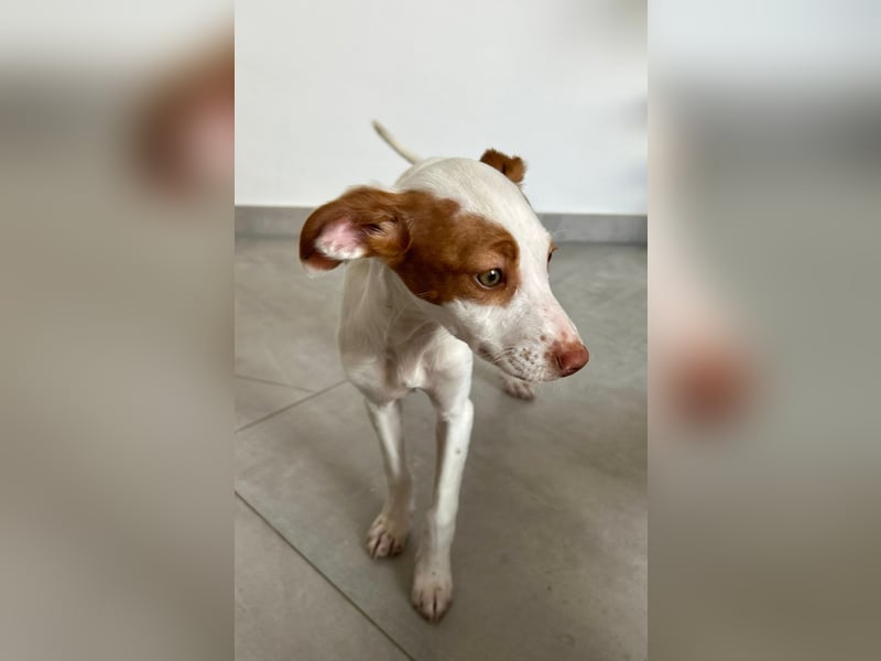 Cookie, freundliches Welpenmädchen sucht ihre Herzensmenschen