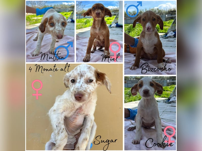 Cookie - das süße Mädchen mit den braunen Öhrchen sucht ihre Familie