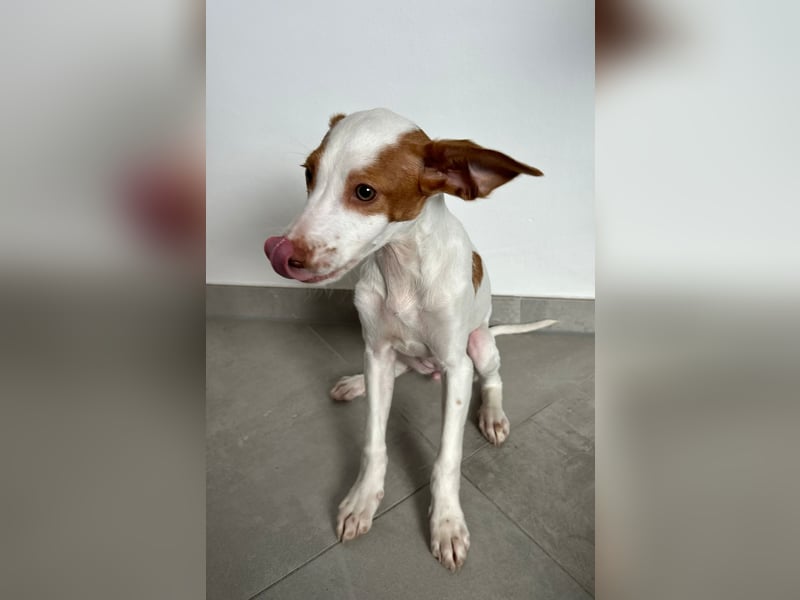 Cookie, freundliches Welpenmädchen sucht ihre Herzensmenschen