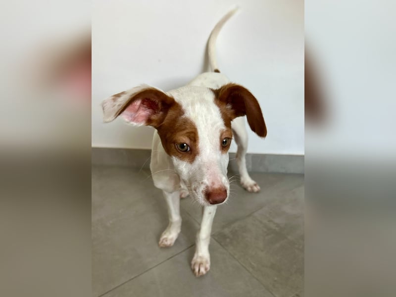 Cookie, freundliches Welpenmädchen sucht ihre Herzensmenschen