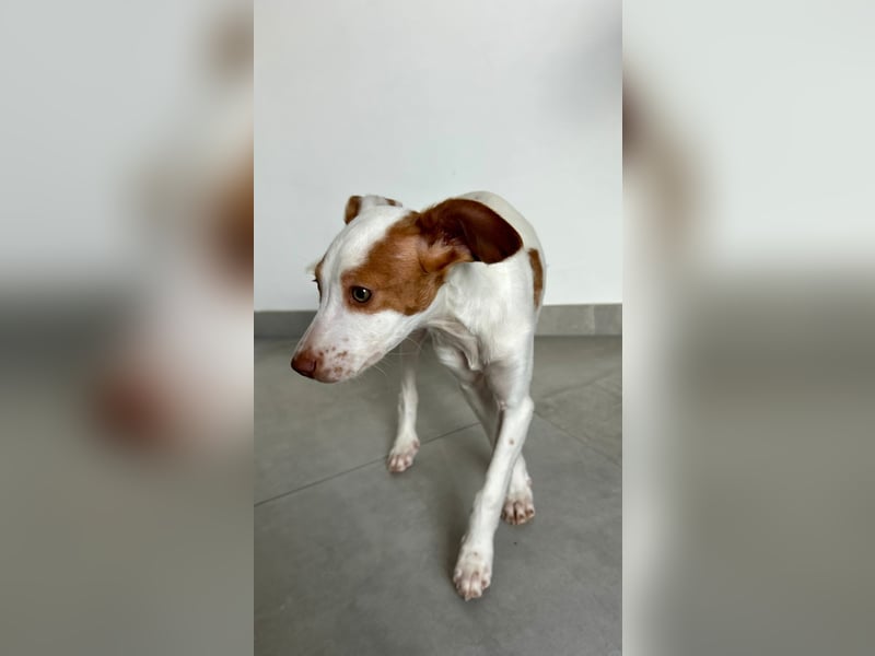 Cookie, freundliches Welpenmädchen sucht ihre Herzensmenschen