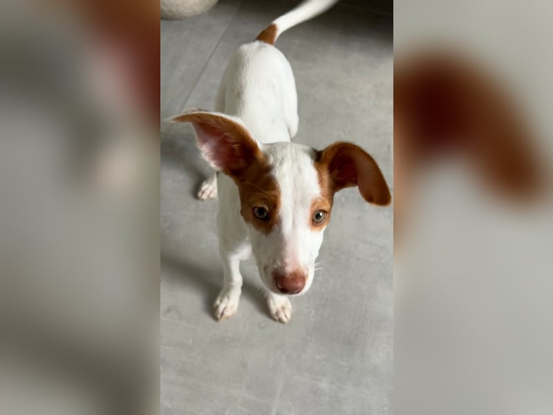 Cookie, freundliches Welpenmädchen sucht ihre Herzensmenschen