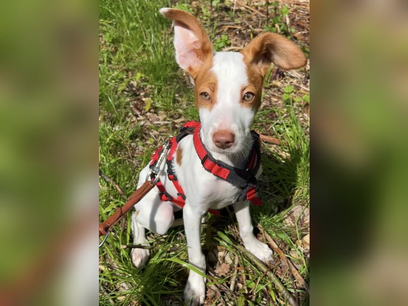 Cookie, freundliches Welpenmädchen sucht ihre Herzensmenschen