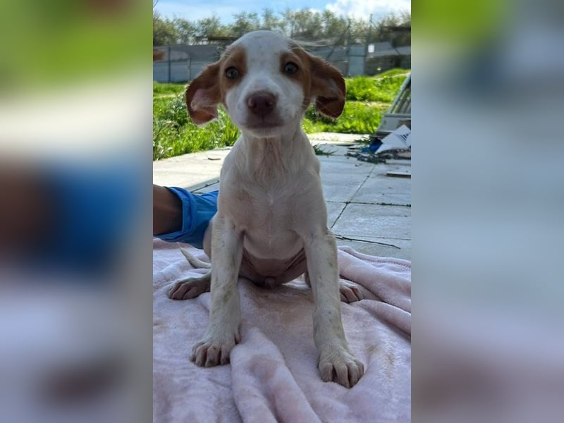 Cookie - das süße Mädchen mit den braunen Öhrchen sucht ihre Familie