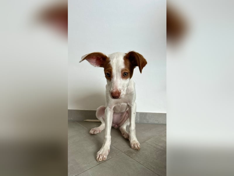 Cookie, freundliches Welpenmädchen sucht ihre Herzensmenschen