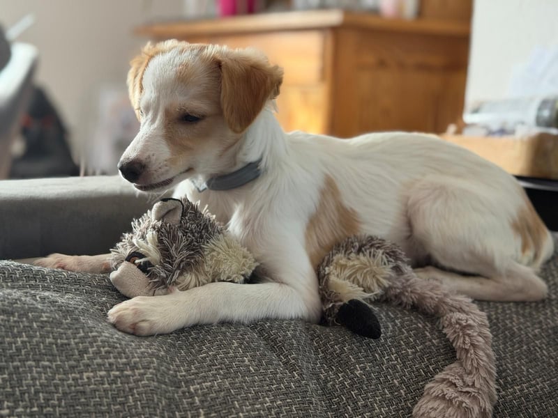 Wanda, kleine zauberhafte Hündin sucht ihre Menschen
